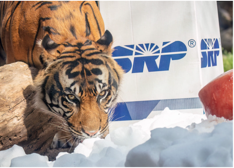 Image of tiger at community partnership event at local zoo