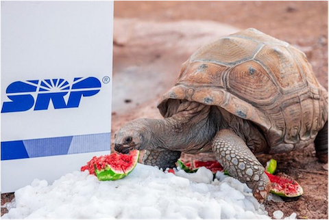 Image of turtle at community partnership event at local zoo